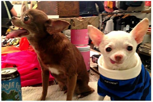 Meeting Chloe at an event at Dog & Co in New York. (All photos courtesy @pinkythechi)