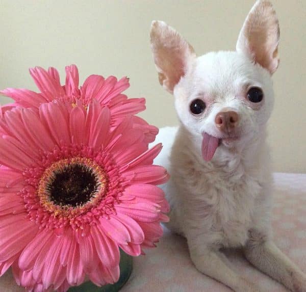 Pinky poses with a pink flower. (Photo courtesy @pinkythechi)