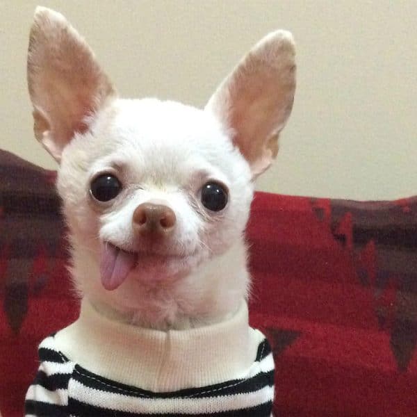 Pinky was named after the cartoon, Pinky and the Brain. (All photos courtesy @pinkythechi)