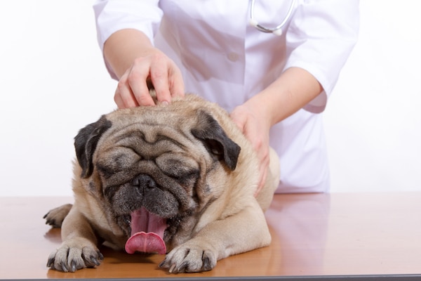 Pug yawning during exam by Shutterstock.