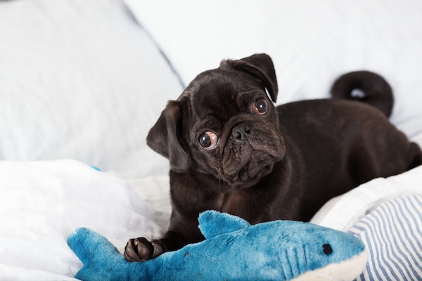 Pug with paw on toy by Shutterstock.