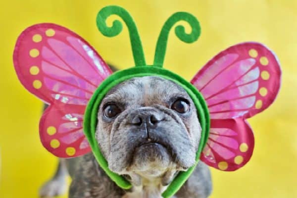 Just like a caterpillar, Sister turned into a butterfly after her adoption. (Photo by Gina Easley, Courtesy Sister The Frenchie)