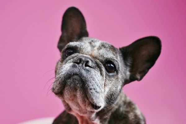 Sister is pretty on pink or any other colour. (Photo by Gina Easley, Courtesy Sister The Frenchie)
