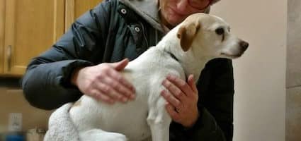 gastroenteritis in dogs