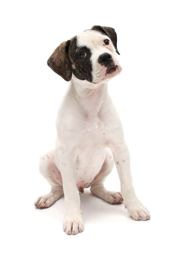 American Bulldog puppy by Gina Cioli/Lumina Media.
