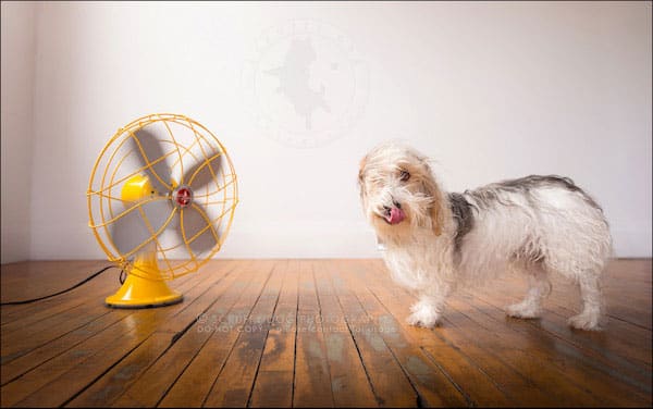 Merrick vs. the fan. (Photo by Illona of Scruffy Dog Photography)