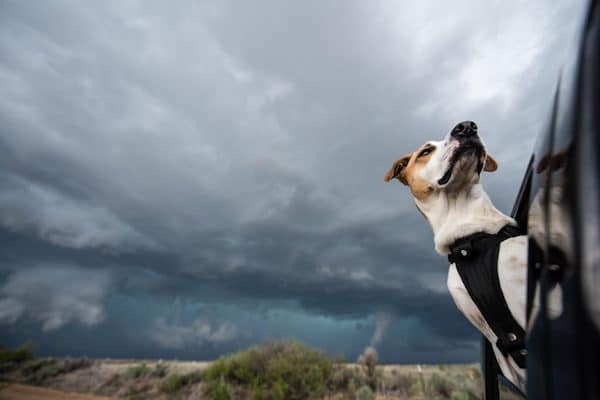 Joplin helps her human, Mike Mezul, with his stormchasing and serves as his photographic muse. (Photo by Mike Mezul)