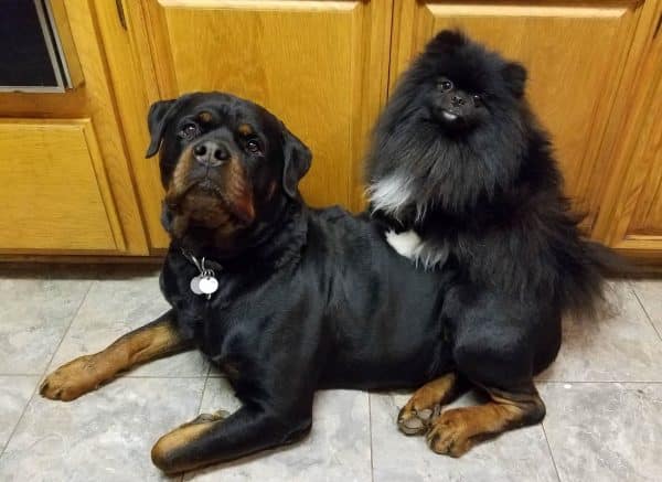 pomeranian rottweiler pug boxer rottie pom 6 breeds their preferred bffs pomeranian rottweiler pug boxer rottie pom 6 breeds their preferred bffs