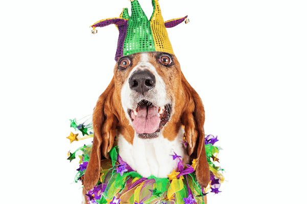 mardi gras dog mardi gras dog