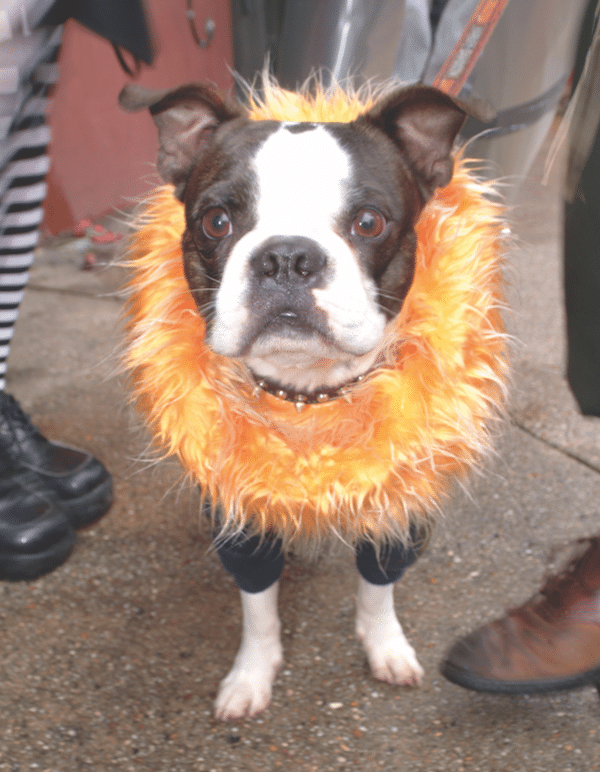 Boston Terrier dressed up for Mardi Gras by Shutterstock.