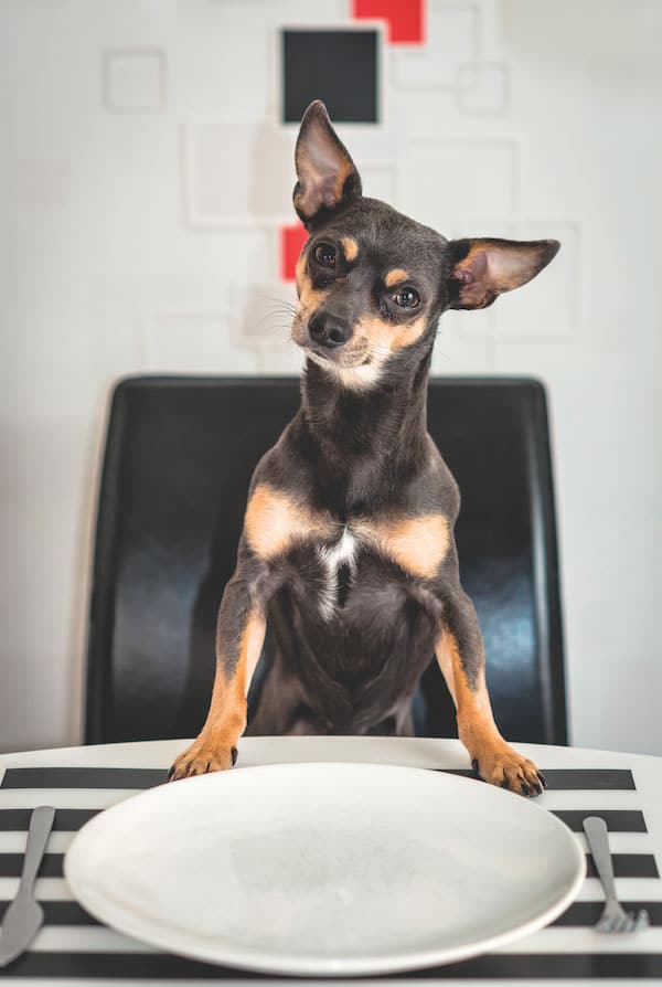Dog at dinner table by Shutterstock.