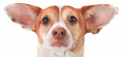What Causes Ear Infections In Dogs What Causes Ear Infections In Dogs