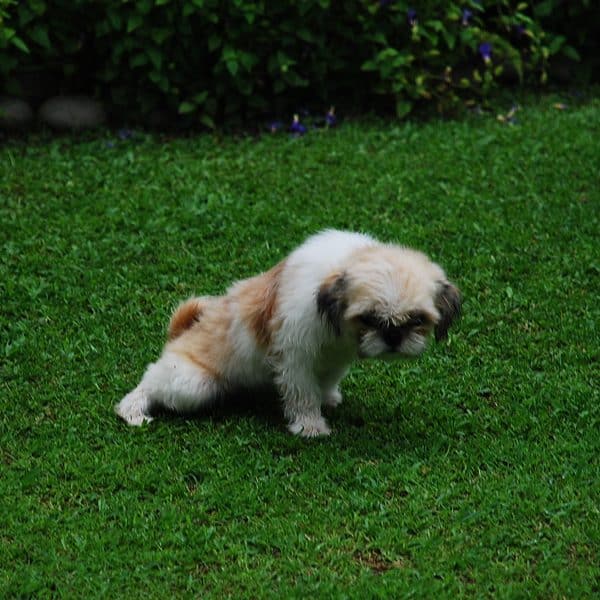 A dog peeing in the grass. 