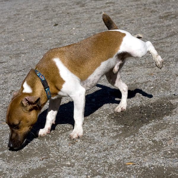 dog peeing on my pillow