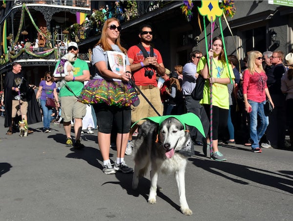 Husky enjoying Mardi Gras by Shutterstock.