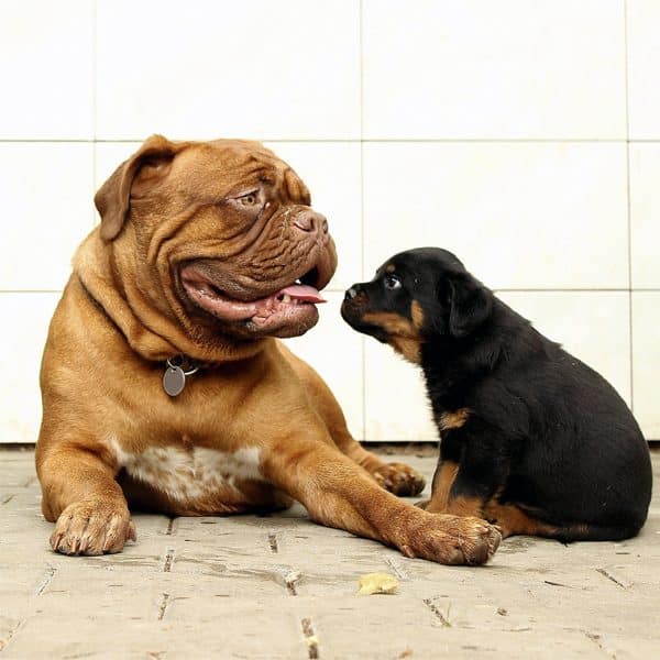 introducing puppy to older dogs