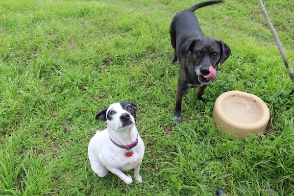 Mama Dog and Lefty love having clean, fresh water outside to drink. (Photo by Lisa Seger)