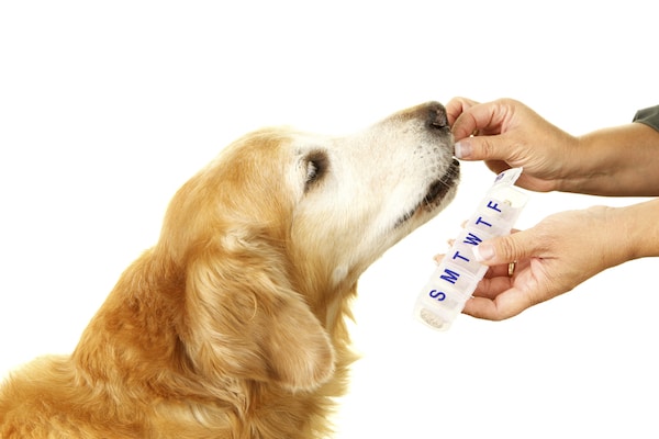 Dog taking pill by Shutterstock.