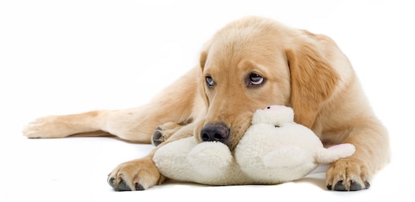 Does your dog hump their favorite toy? (Golden Retriever by Shutterstock)