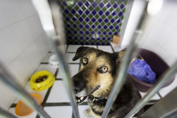 Shelter dog by Shutterstock.