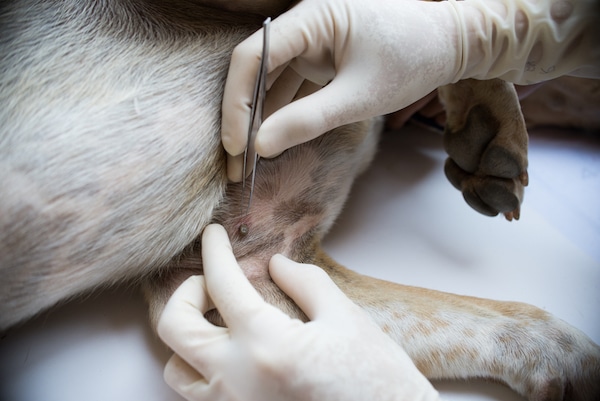 Vet removing tick from a dog by Shutterstock.