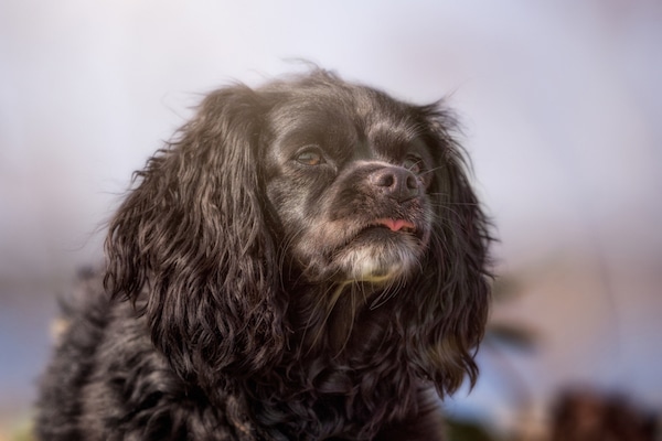 Dog ears by Shutterstock.