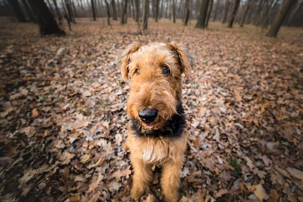 Airedale Terrier by Shutterstock