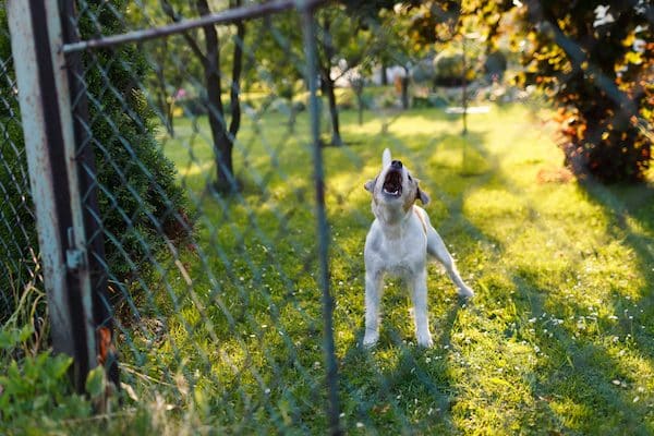 A dog howling in a fenced-in yard. 