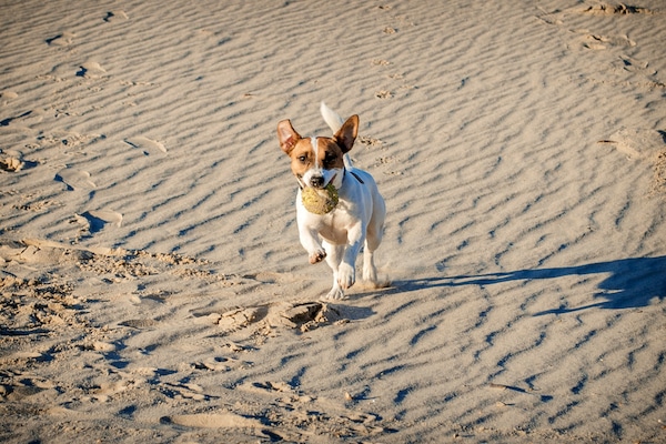 Dog running on a beach by Shutterstock.