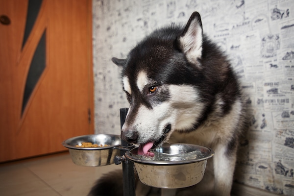 Husky drinking water by Shutterstock