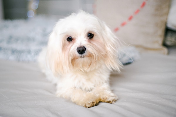 Maltese on bed by Shutterstock.