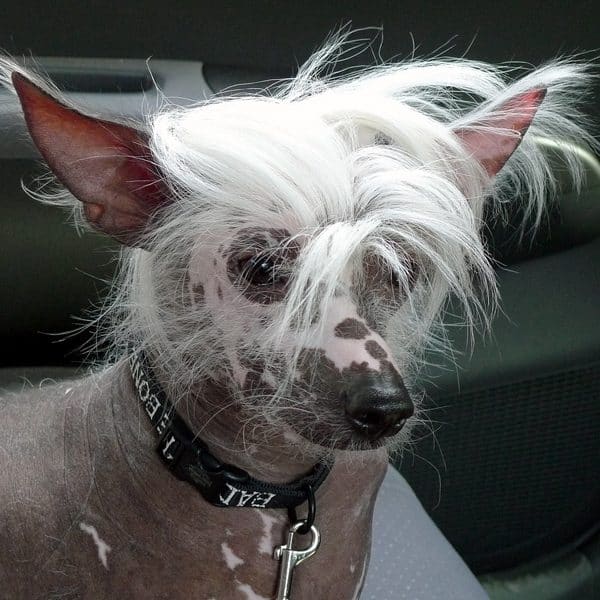 A dog with eye problems.