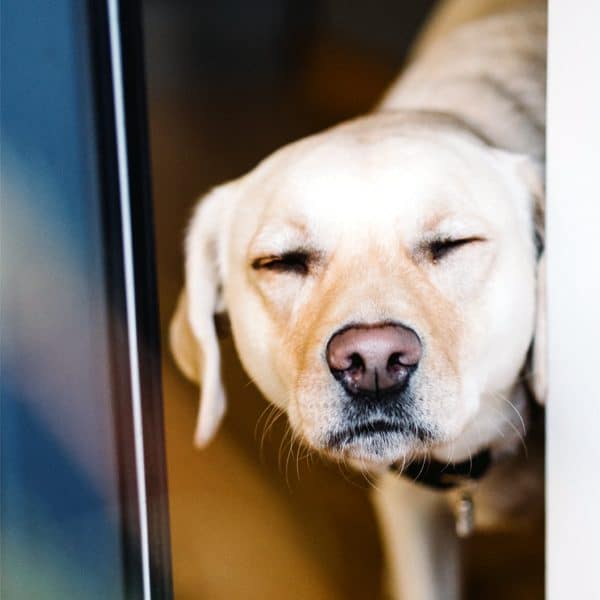 A dog with an eye issue or eye infection.