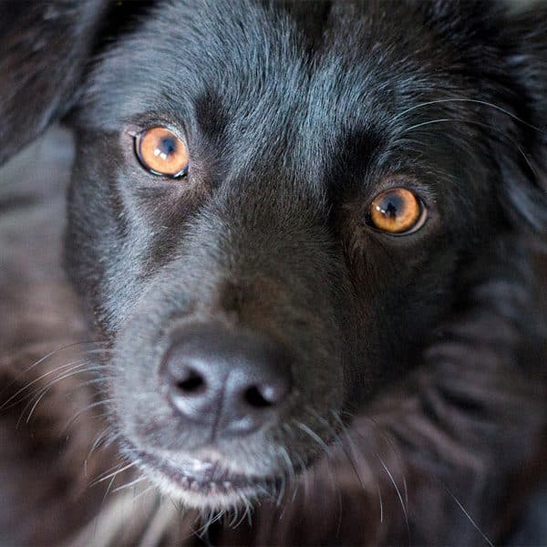 dog eye drops