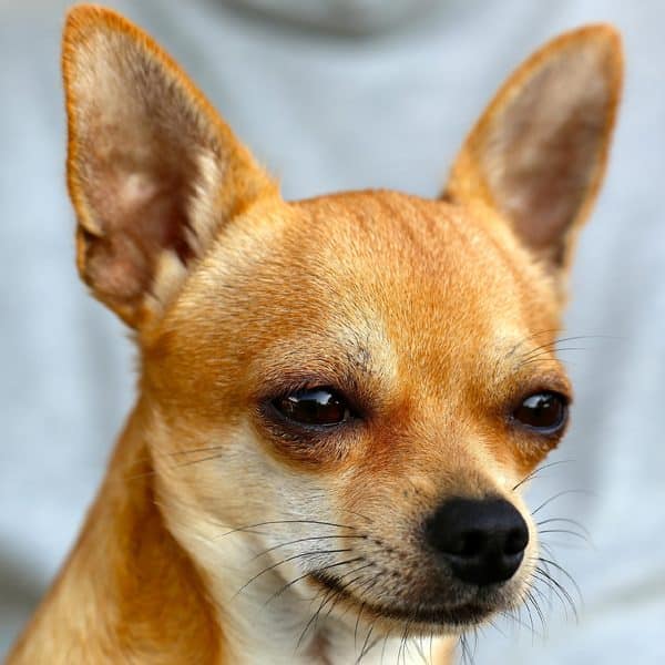 dog eye drops