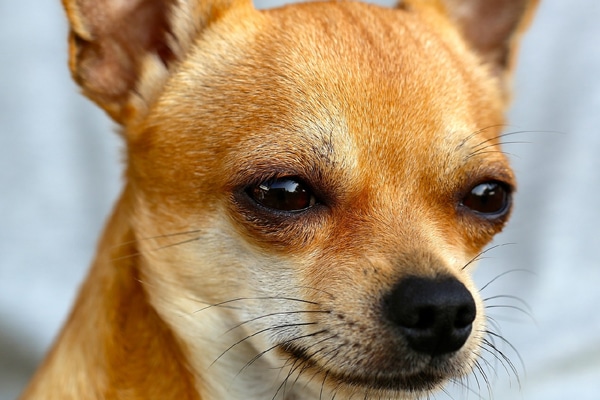 my ate ibuprofen dogs and medicine dogster my ate ibuprofen dogs and medicine dogster