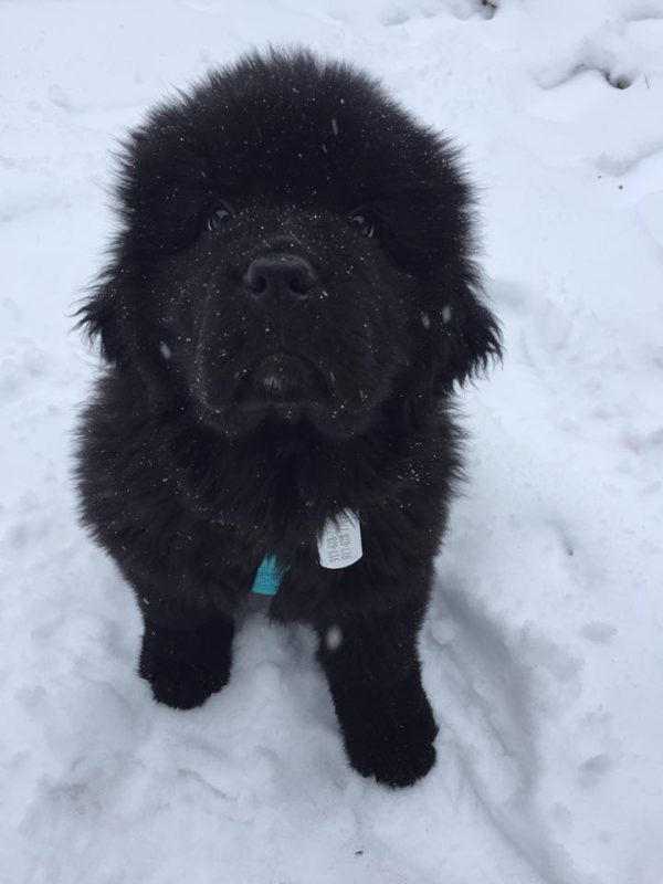 Sirius' first blizzard. (Photo by Sassafras Lowrey)