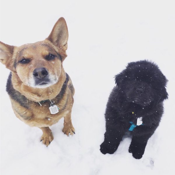 Puppy Sirius and big sister Charlotte. (Photo by Sassafras Lowrey)