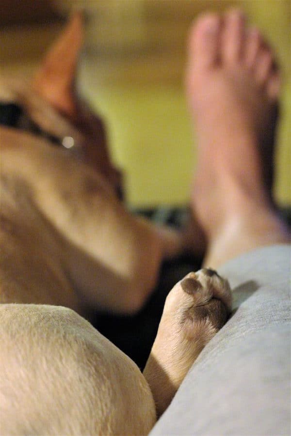 Cuddling with Louie allowed me to catch a wayward toenail. (Photo by Karen Dibert)