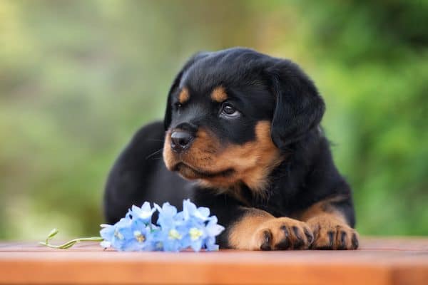 Rottweiler by Shutterstock