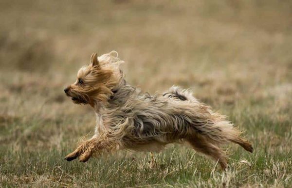 Silky Terrier