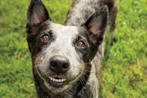 A Blue heeler dog. Photography by Shutterstock.