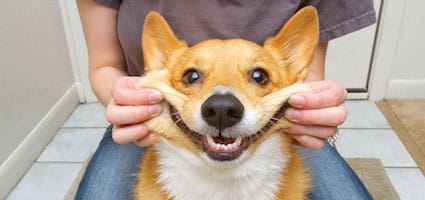 What Kind Of Food Can Take Care Dog S Teeth What Kind Of Food Can Take Care Dog S Teeth