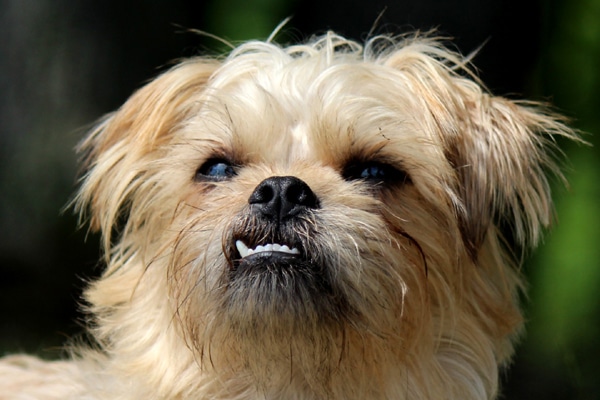 science of dogs dogs and science dogster science of dogs dogs and science dogster