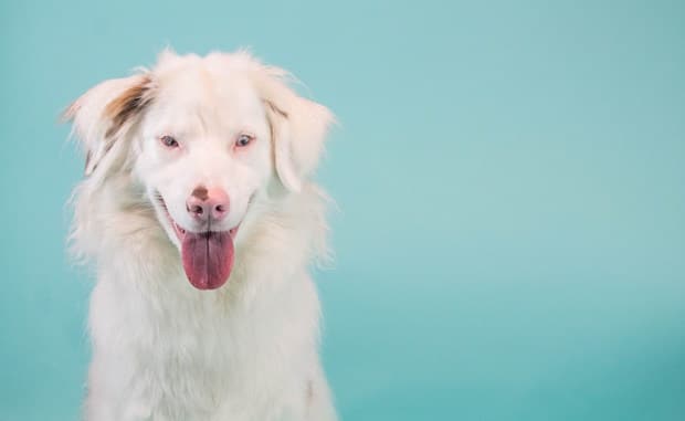 australian shepherd double merle keller the double merle doesn u0027t let being deaf keep her off the australian shepherd double merle keller the double merle doesn u0027t let being deaf keep her off the