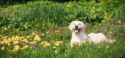 golden retriever puppies for sale uk kennel club american kennel club golden retriever breeders photo golden retriever puppies for sale uk kennel club american kennel club golden retriever breeders photo
