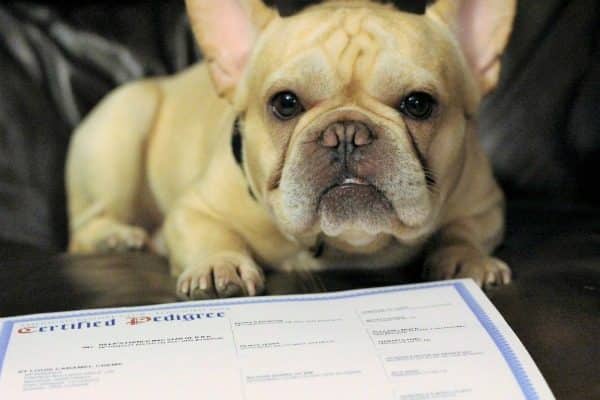 how to akc register a puppy without papers what are the differences between the akc ckc and ukc breed registries how to akc register a puppy without papers what are the differences between the akc ckc and ukc breed registries