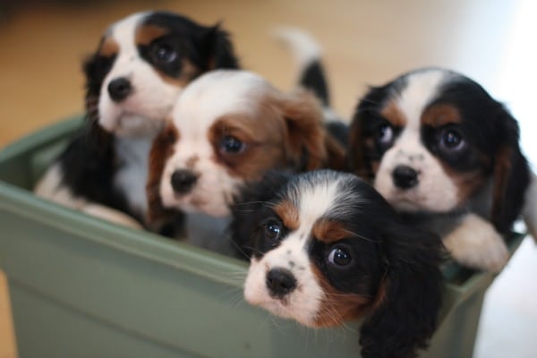 dogs and puppies let s talk about professional and responsible dogs and puppies let s talk about professional and responsible