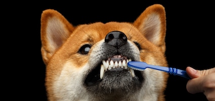How to Help Your Dog Love Getting Their Teeth Brushed ...
