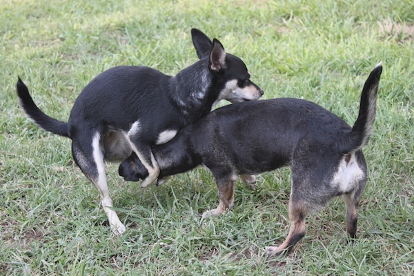 Two dogs humping.